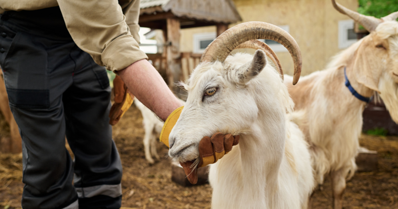Farmer Taking Care of a Goat