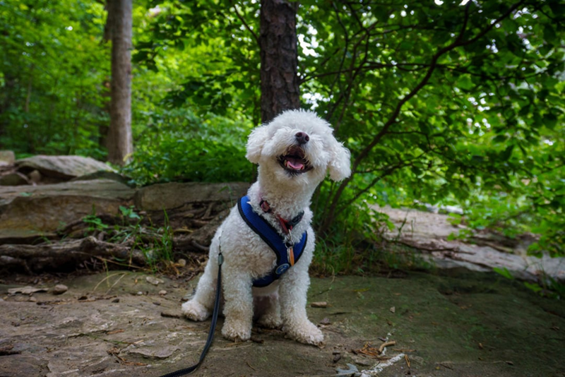 Cheezburger Image 10613834496