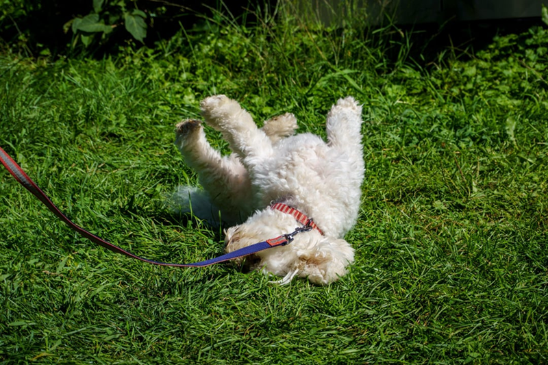 Cheezburger Image 10613834752