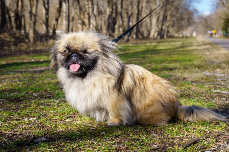 Cheezburger Image 10613835008