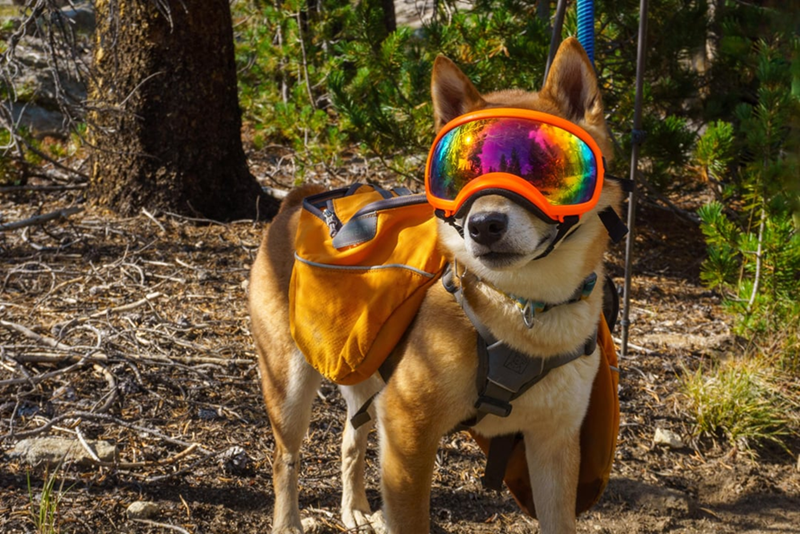 Cheezburger Image 10613835264