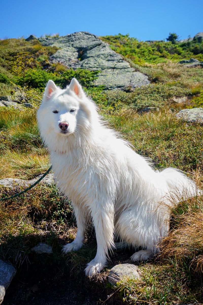 Cheezburger Image 10613835776