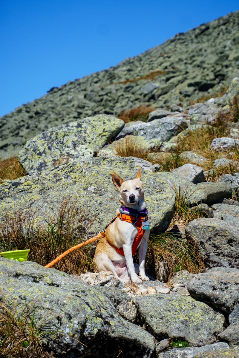 Cheezburger Image 10613836032