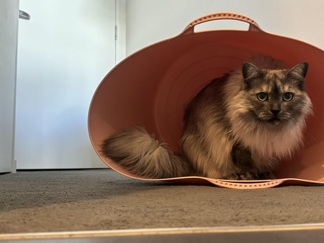 Cheezburger Image 10613837056