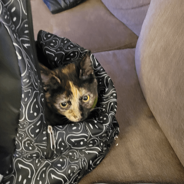 Cheezburger Image 10613837568