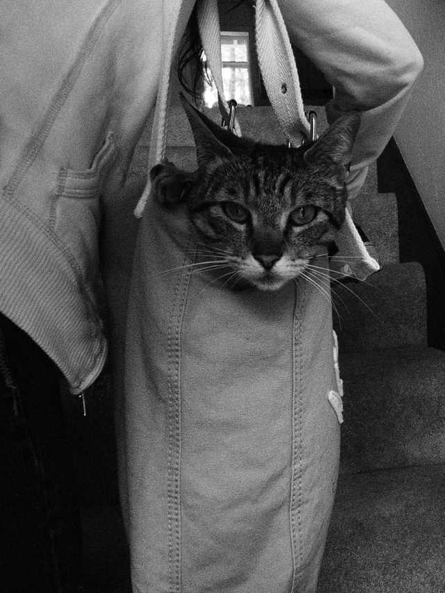 Cheezburger Image 10613838080