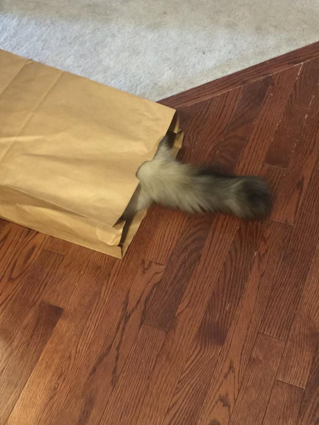 Cheezburger Image 10613839616