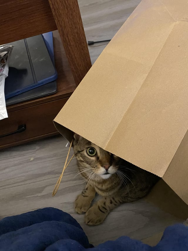 Cheezburger Image 10613841408