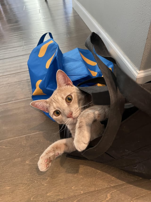 Cheezburger Image 10613841664