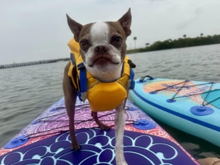 Cheezburger Image 10613844224