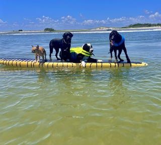 Cheezburger Image 10613846784