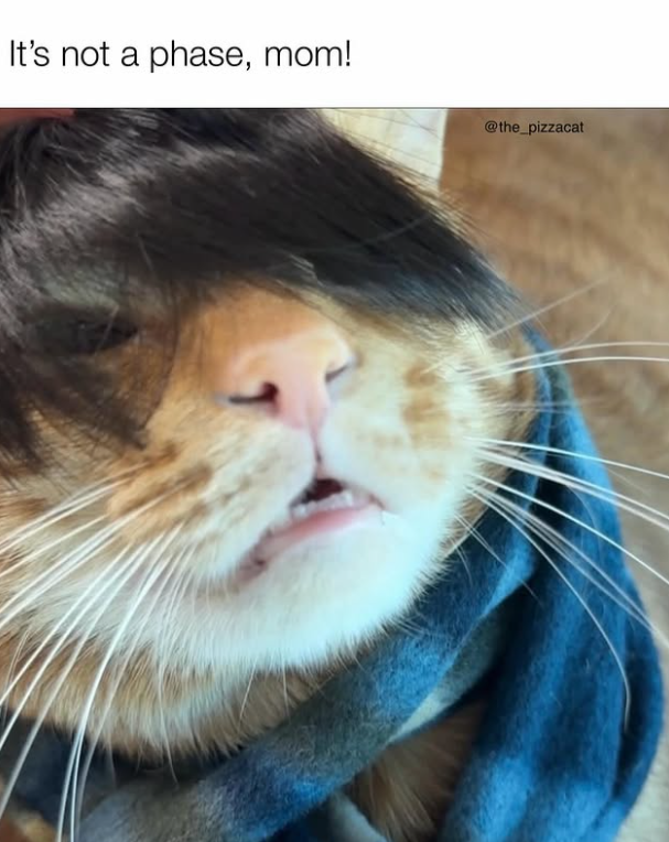 It's not a phase, mom! @the_pizzacat