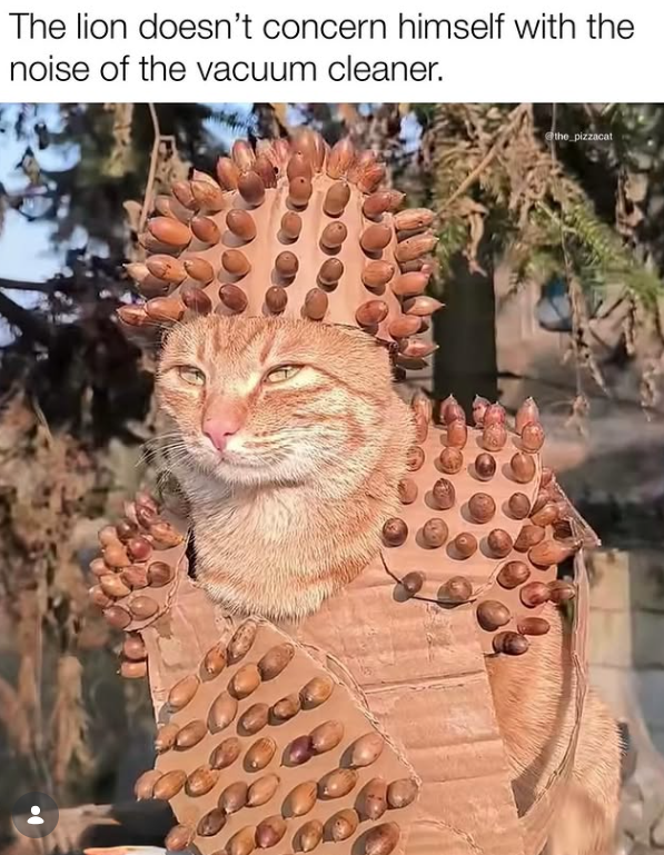 The lion doesn't concern himself with the noise of the vacuum cleaner. 60 the pizzacat