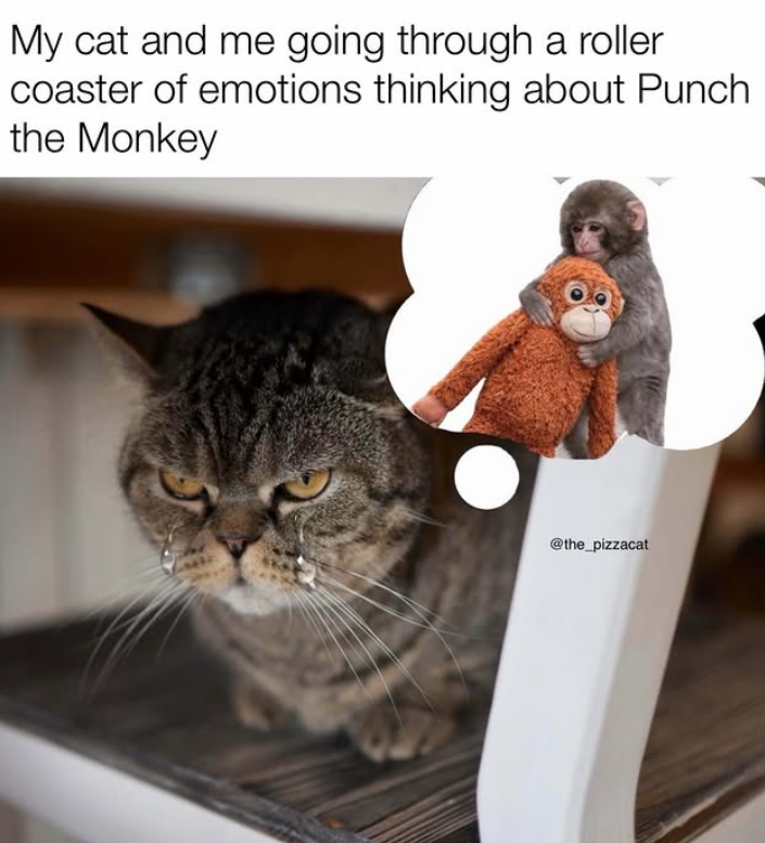 My cat and me going through a roller coaster of emotions thinking about Punch the Monkey @the_pizzacat
