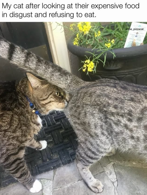 My cat after looking at their expensive food in disgust and refusing to eat. @the_pizzacat