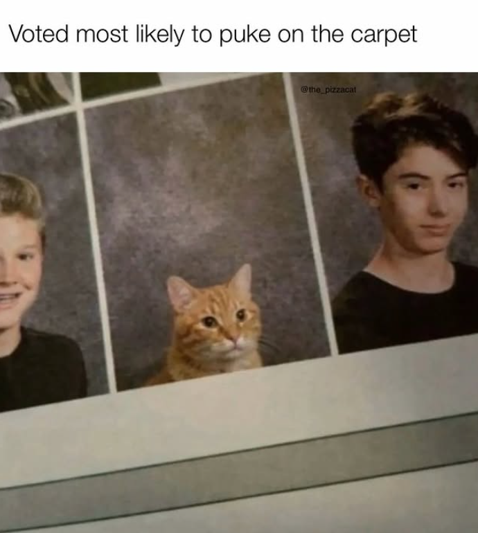 Voted most likely to puke on the carpet @the_pizzacat