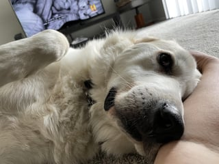 Cheezburger Image 10613856768