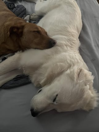 Cheezburger Image 10613857280