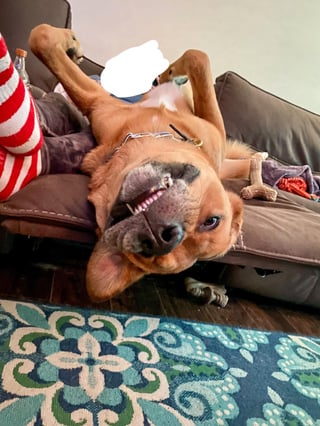 Cheezburger Image 10613858048