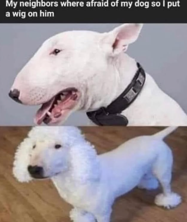 My neighbors where afraid of my dog so I put a wig on him