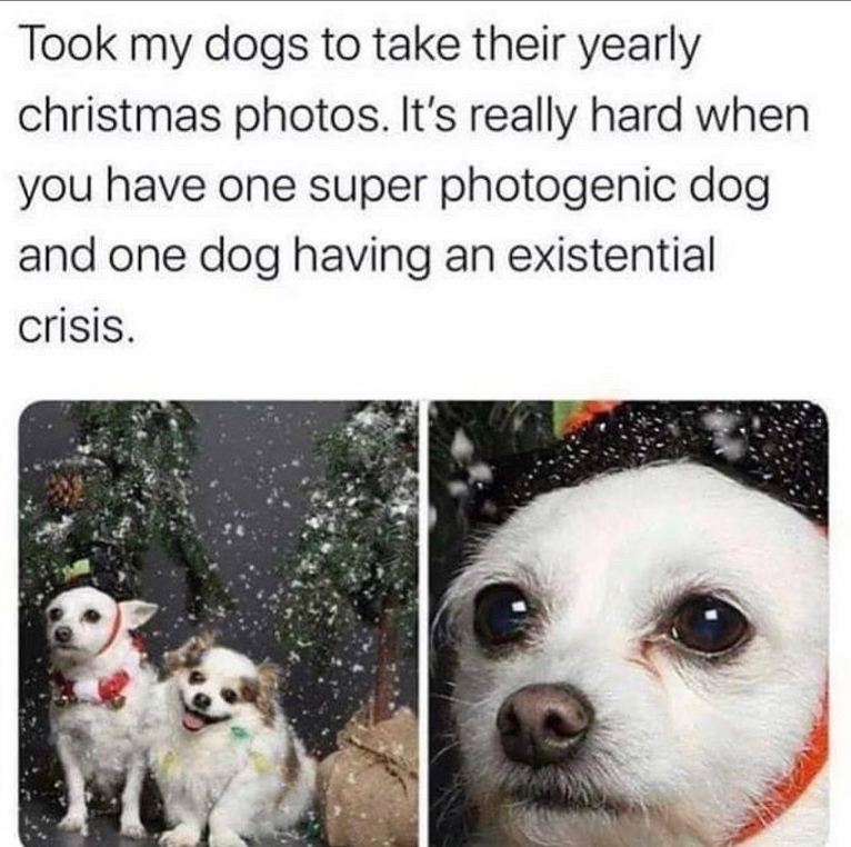 Took my dogs to take their yearly christmas photos. It's really hard when you have one super photogenic dog and one dog having an existential crisis.