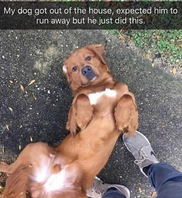My dog got out of the house, expected him to run away but he just did this.