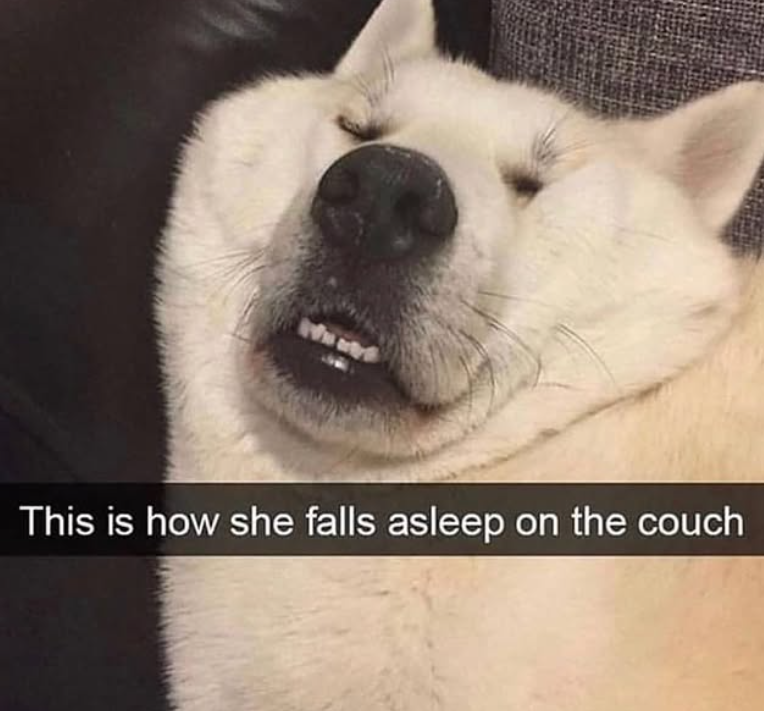 Www This is how she falls asleep on the couch