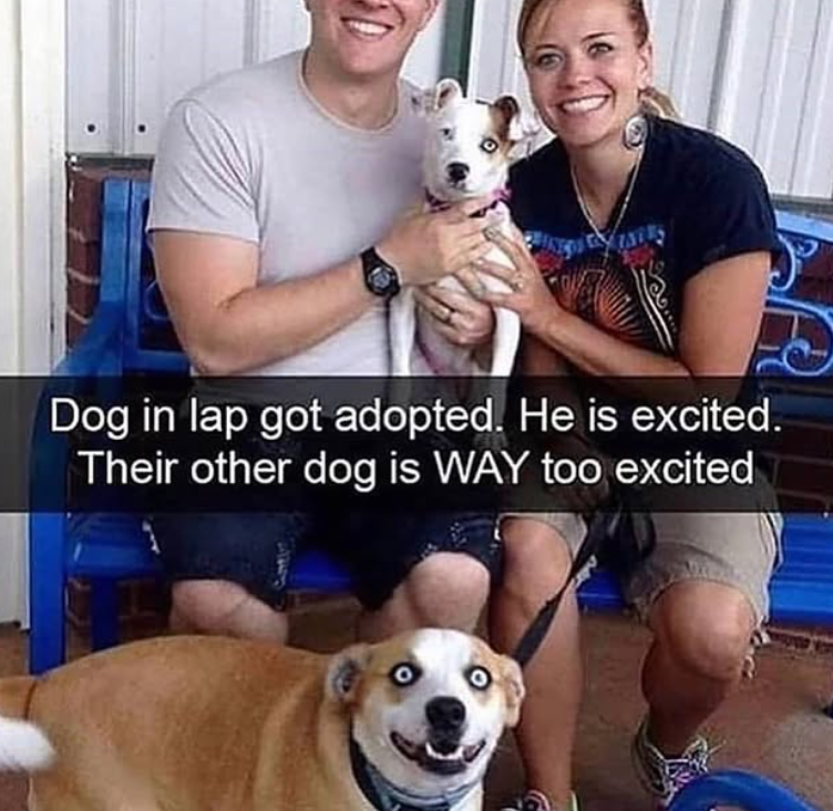 Dog in lap got adopted. He is excited. Their other dog is WAY too excited