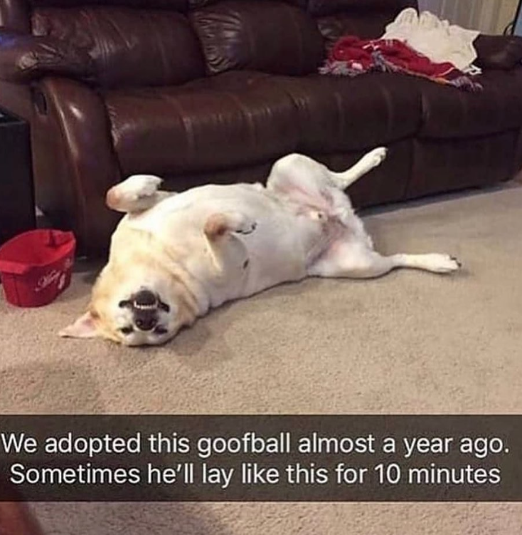 We adopted this goofball almost a year ago. Sometimes he'll lay like this for 10 minutes