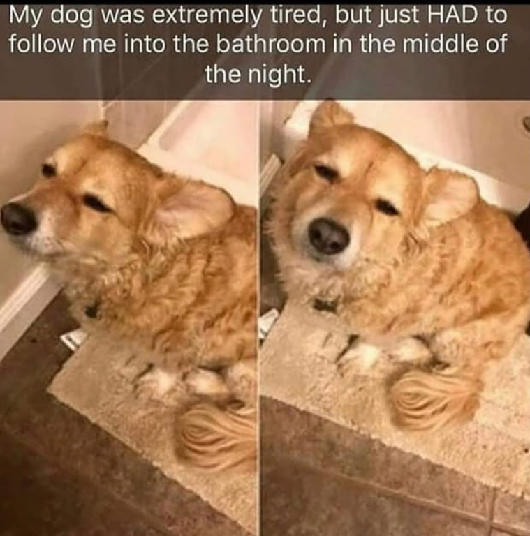 My dog was extremely tired, but just HAD to follow me into the bathroom in the middle of the night.