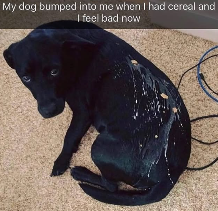 My dog bumped into me when I had cereal and I feel bad now