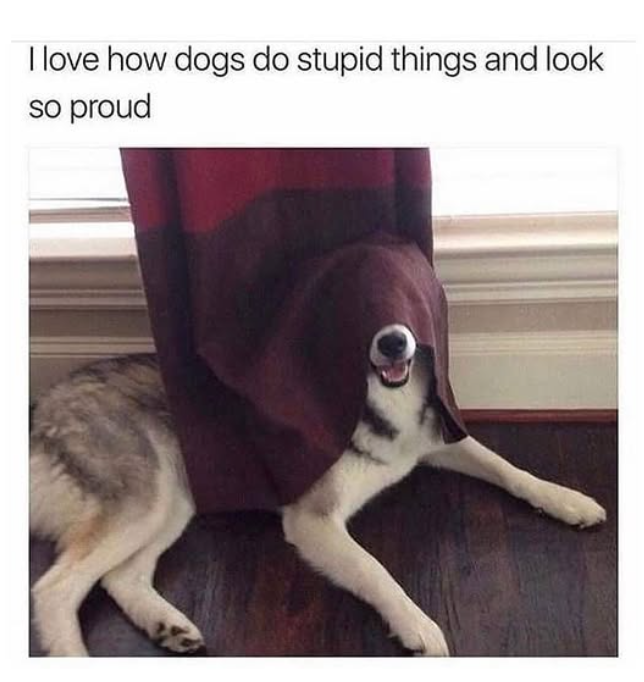 I love how dogs do stupid things and look so proud