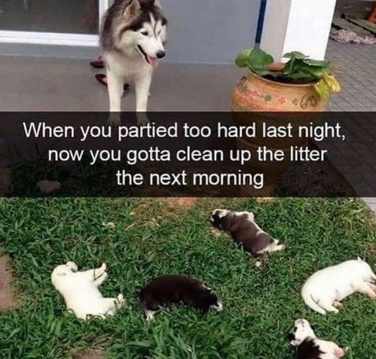 When you partied too hard last night, now you gotta clean up the litter the next morning
