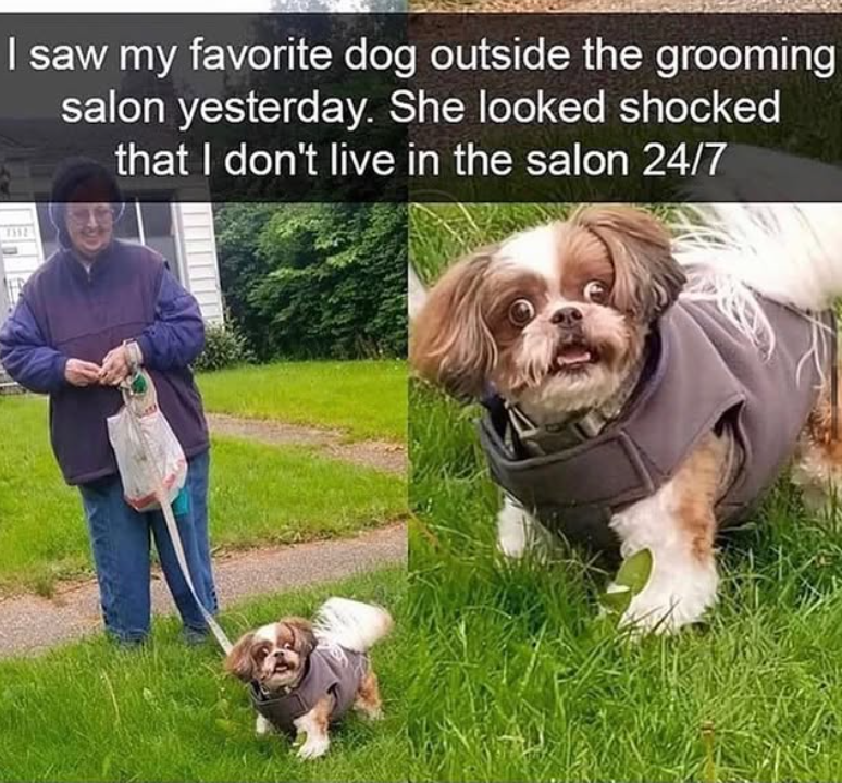 I saw my favorite dog outside the grooming salon yesterday. She looked shocked that I don't live in the salon 24/7