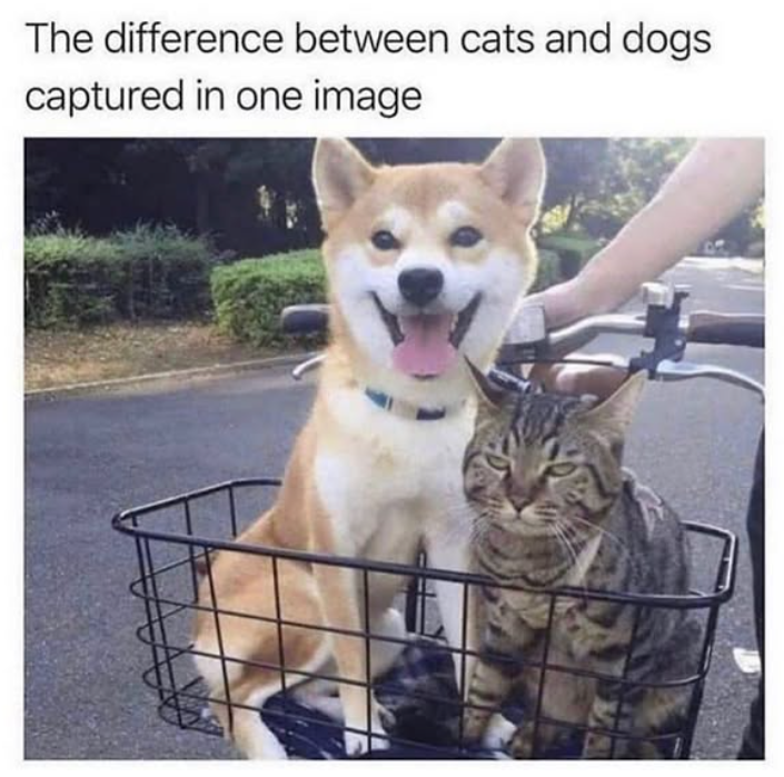 The difference between cats and dogs captured in one image