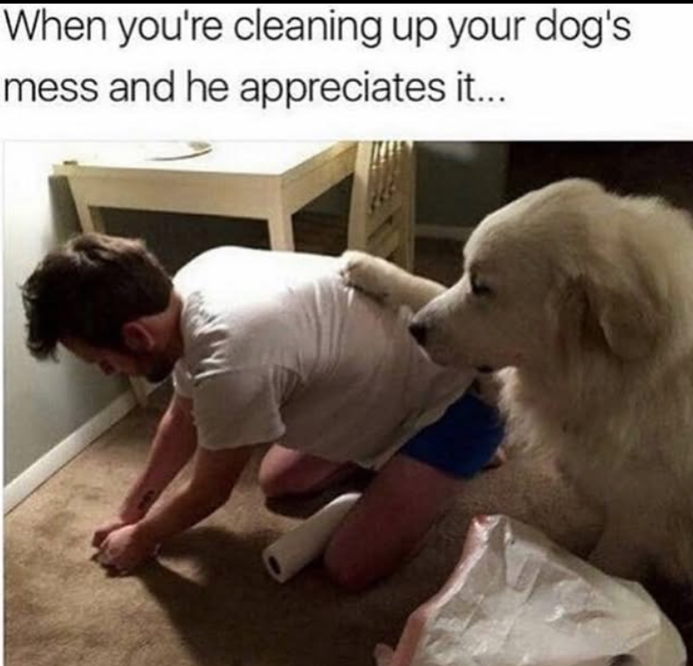 When you're cleaning up your dog's mess and he appreciates it...