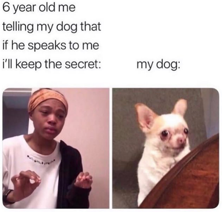 6 year old me telling my dog that if he speaks to me i'll keep the secret: my dog: