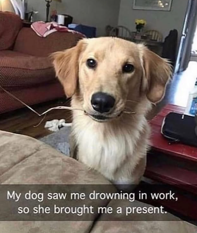 My dog saw me drowning in work, so she brought me a present.