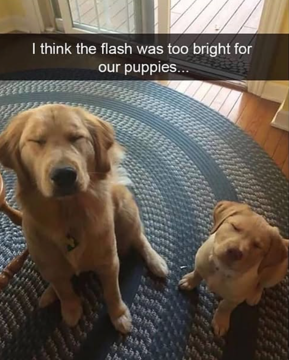 I think the flash was too bright for our puppies...