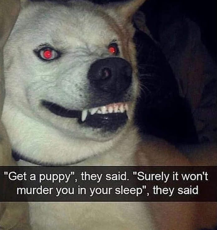 "Get a puppy", they said. "Surely it won't murder you in your sleep", they said