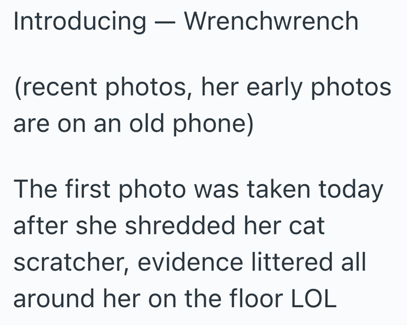 Introducing Wrenchwrench - (recent photos, her early photos are on an old phone) The first photo was taken today after she shredded her cat scratcher, evidence littered all around her on the floor LOL