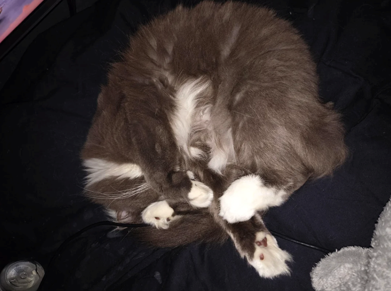 Cheezburger Image 10613884416