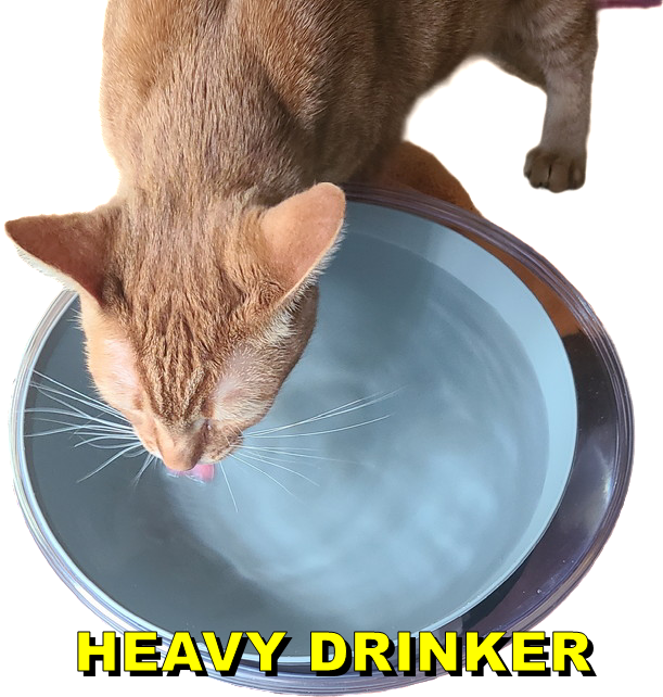 Cheezburger Image 10613908480