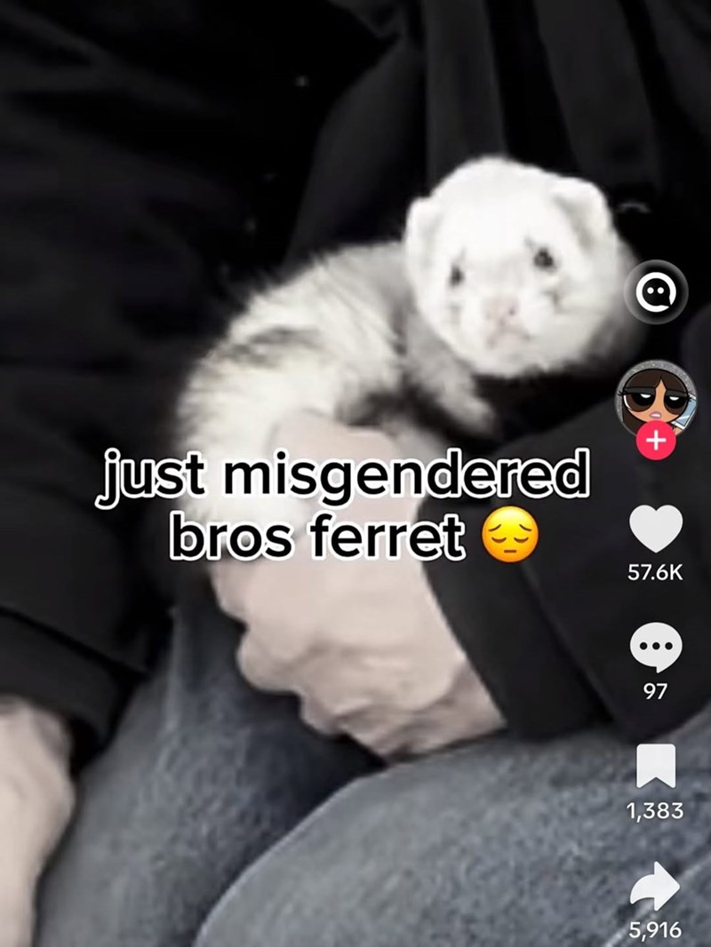 just misgendered bros ferret + 57.6K 97 97 1,383 5,916