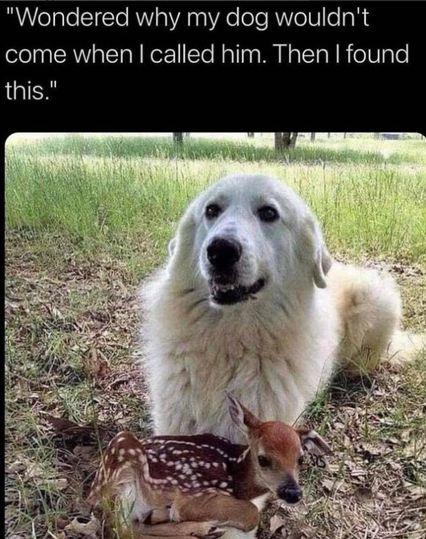 "Wondered why my dog wouldn't come when I called him. Then I found this."