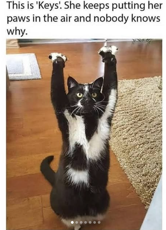This is 'Keys!. She keeps putting her paws in the air and nobody knows why.