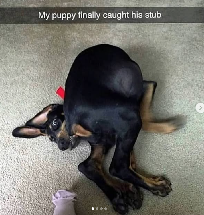 My puppy finally caught his stub >