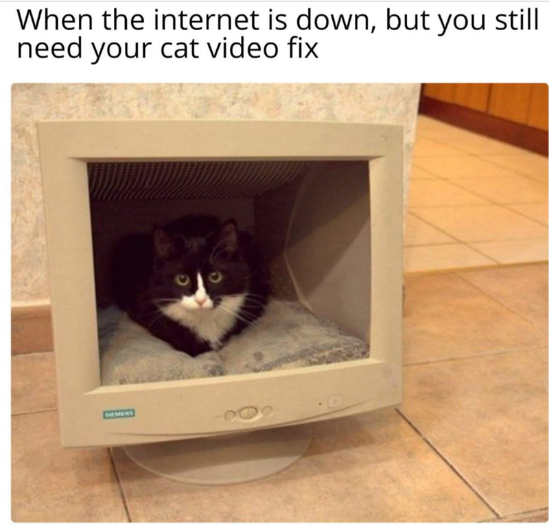 When the internet is down, but you still need your cat video fix SIEMENS