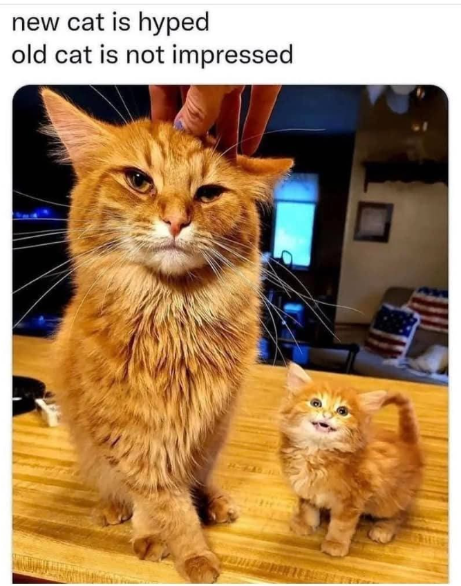 new cat is hyped old cat is not impressed