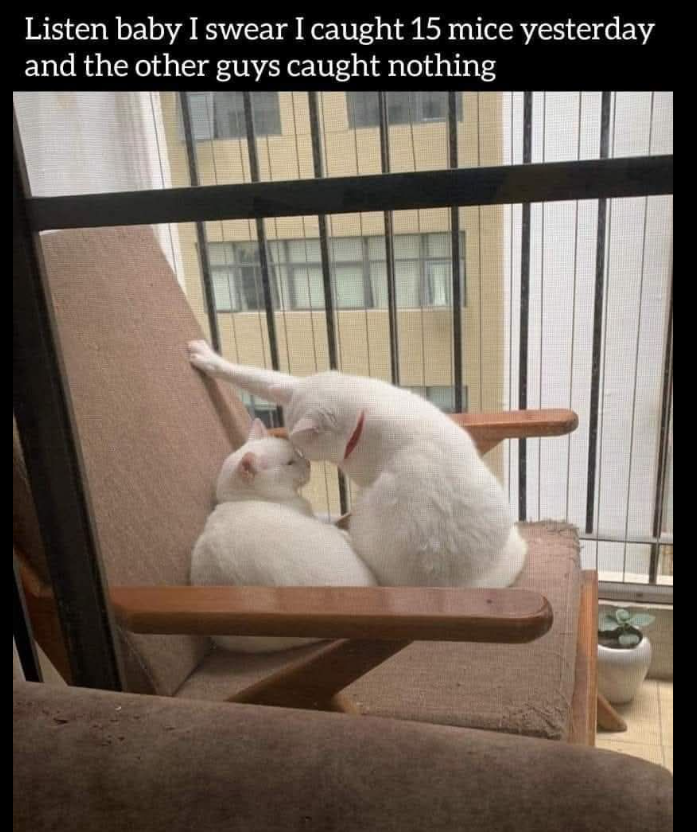Listen baby I swear I caught 15 mice yesterday and the other guys caught nothing